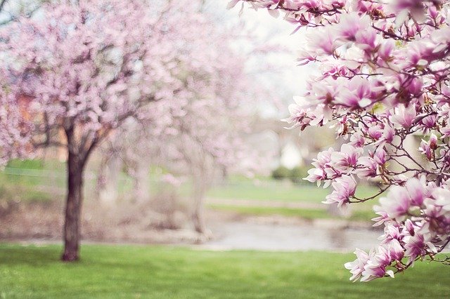 rozkvetlé magnolie